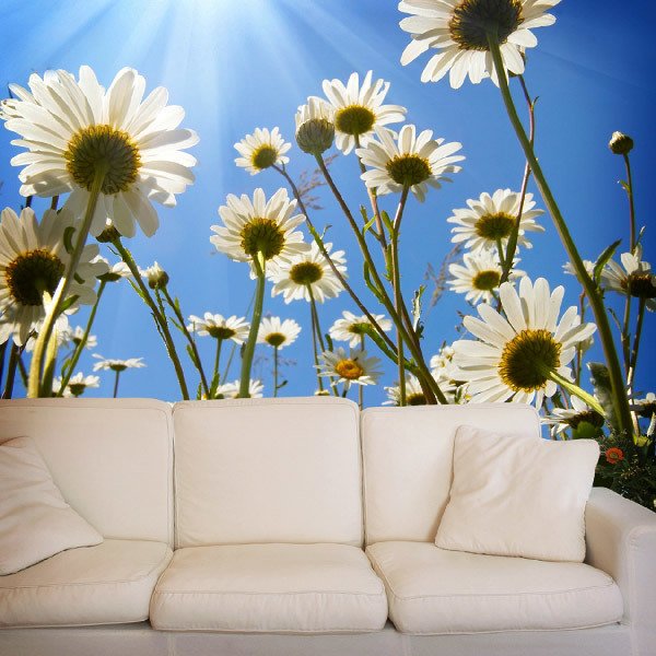 Wall Murals: Daisies from the ground 0