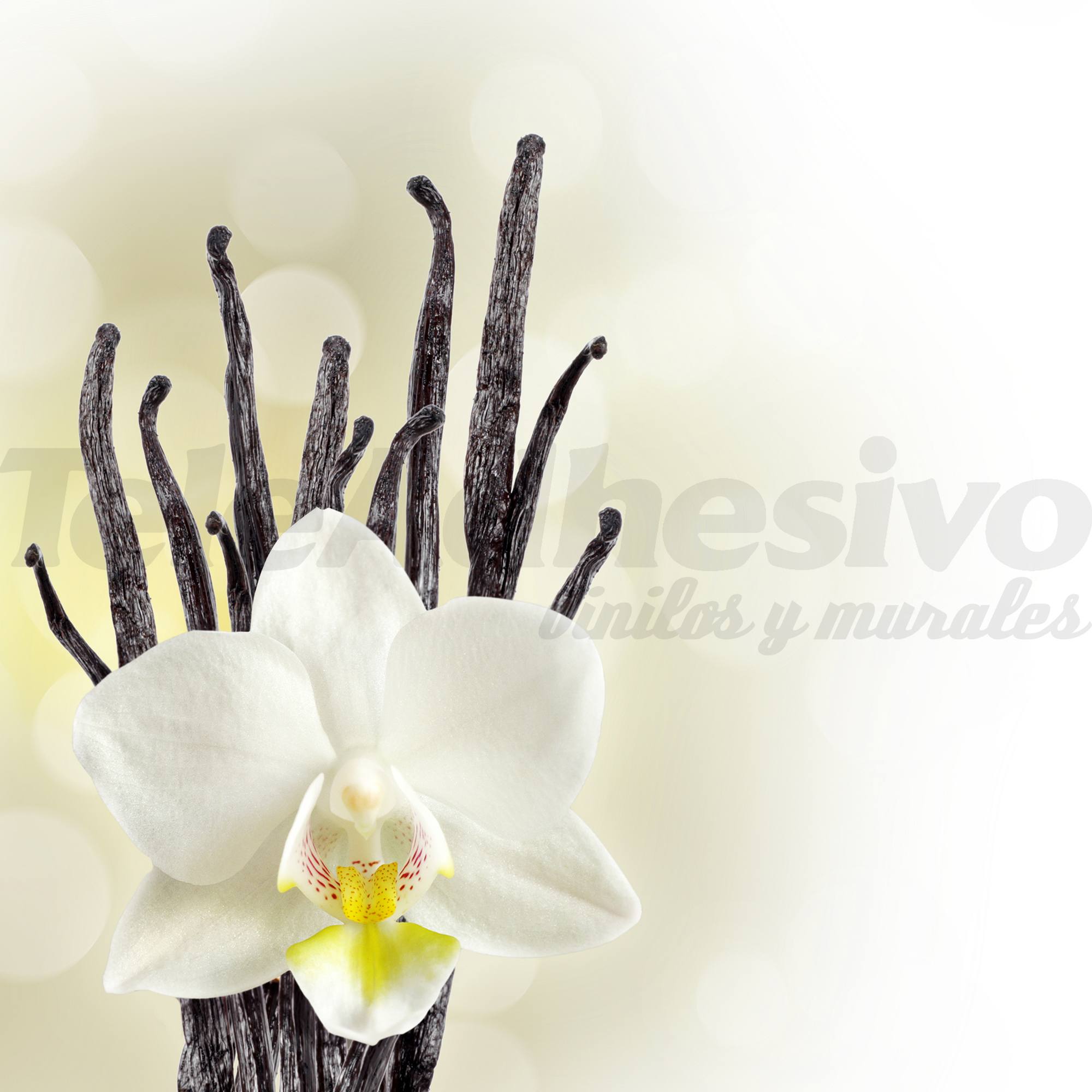 Wall Murals: White Orchid