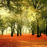 Wall Murals: Forest at sunset 3