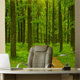 Wall Murals: Sunset in the forest 4
