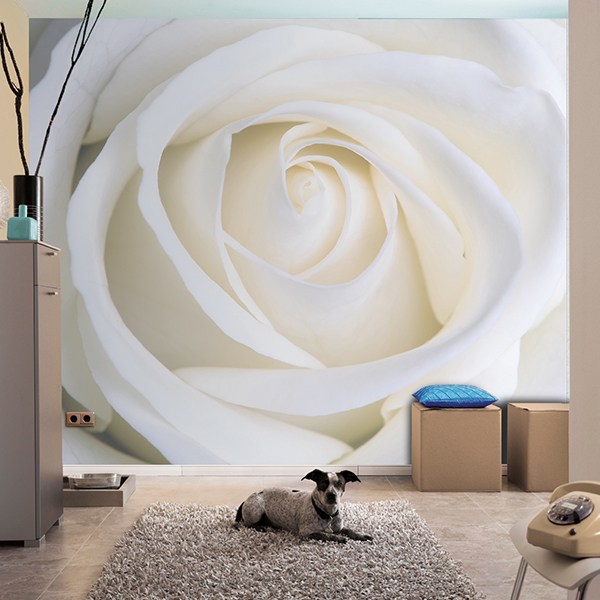 Wall Murals: White Rose