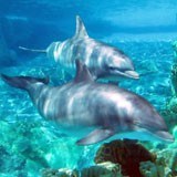 Wall Murals: Couple of dolphins 3