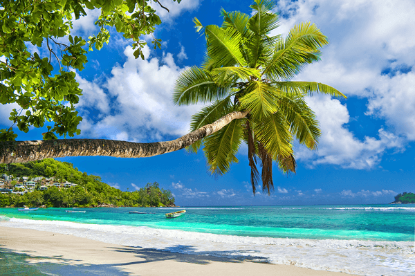 Wall Murals: Palm towards the sea