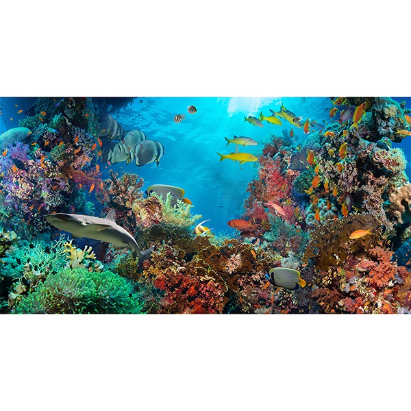 Under the sea Wall Murals
