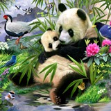 Wall Murals: Panda 2