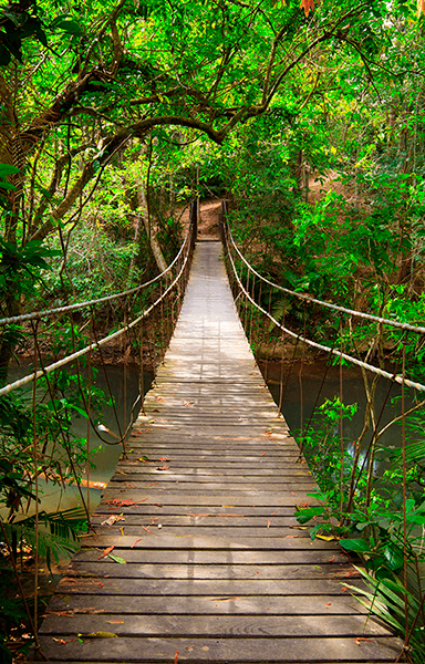 Wall Murals: Bridge in the Amazon
