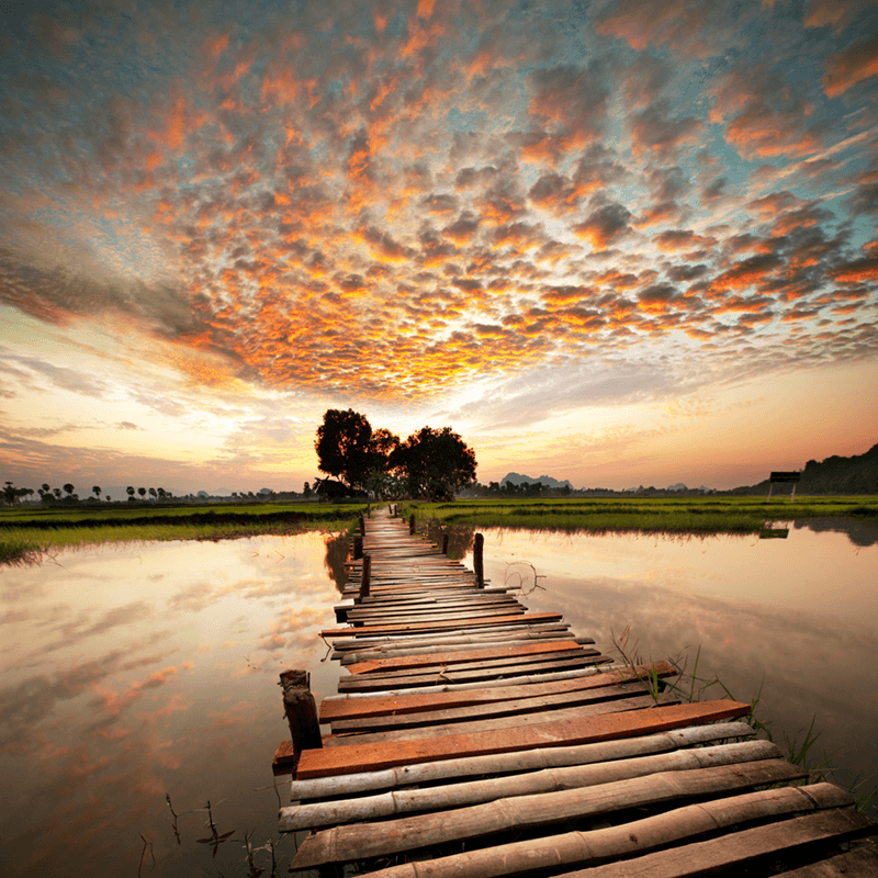 Wall Murals: Bridge on the lake