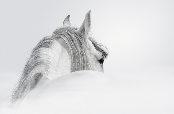 Wall Murals: White horse