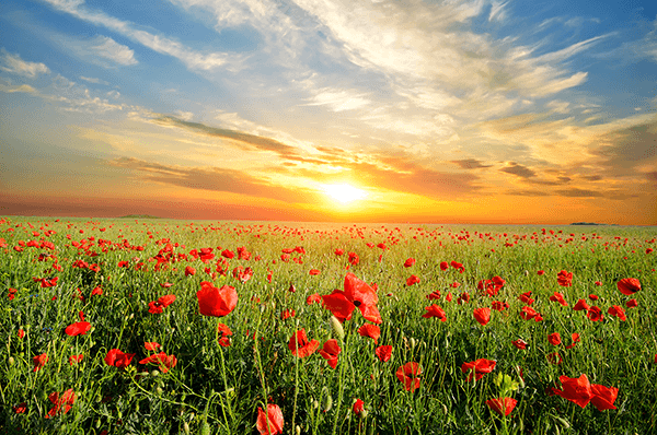 Wall Murals: Poppies at sunset