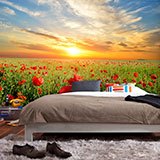 Wall Murals: Poppies at sunset 2