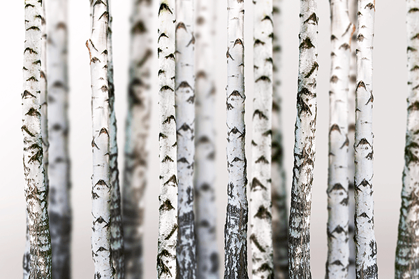 Wall Murals: Birch Forest