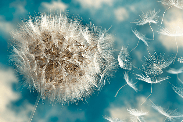Wall Murals: Dandelion