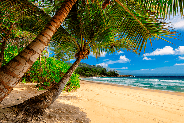 Wall Murals: Caribbean Palm Trees