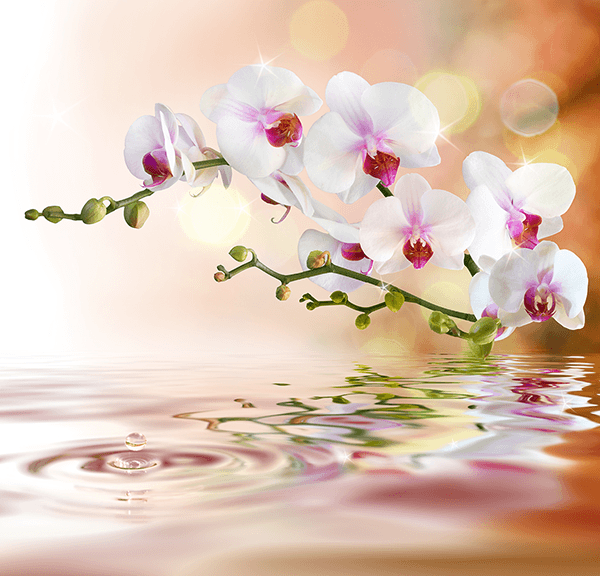 Wall Murals: Orchids