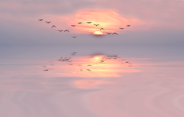 Wall Murals: Sunset among seagulls