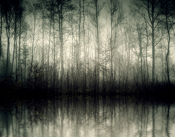 Wall Murals: Swamp in the dark forest