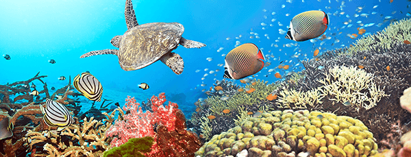 Wall Murals: Panoramic under the sea