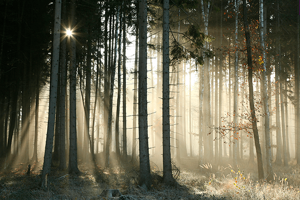 Wall Murals: Glow in the woods