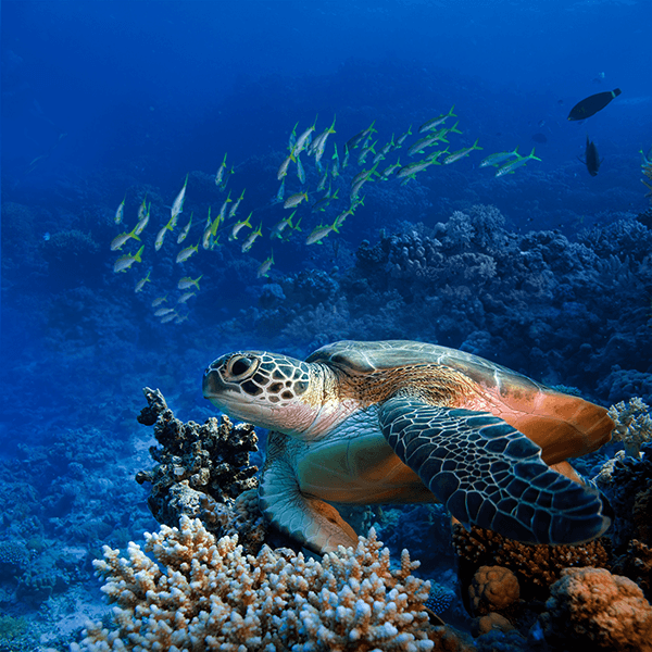 Wall Murals: Green turtle under the sea