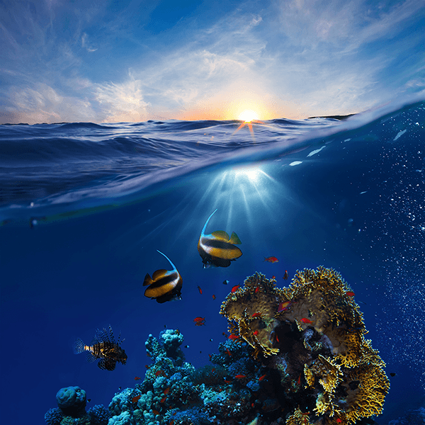 Wall Murals: Seabed Corals