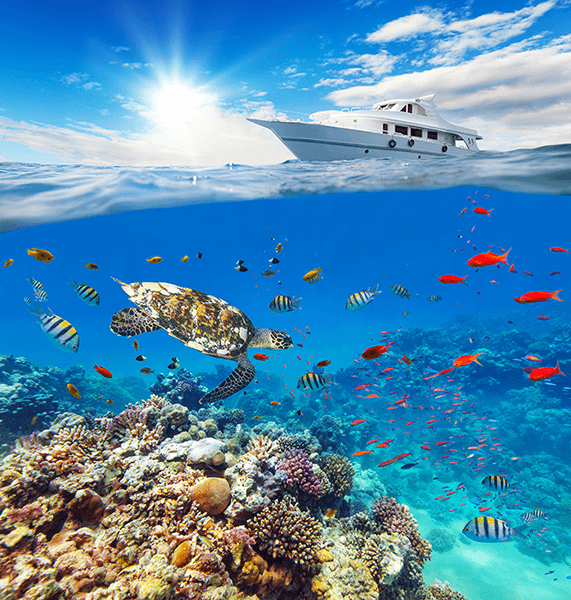 Wall Murals: Yacht sailing on corals