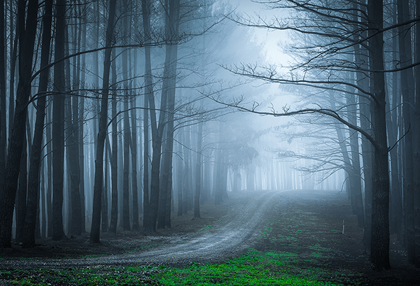 Wall Murals: The black forest