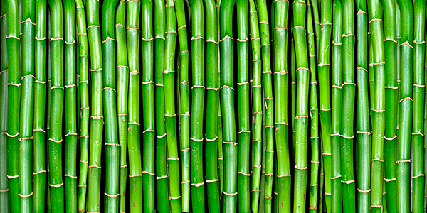 Wall Murals: Bamboo Wall