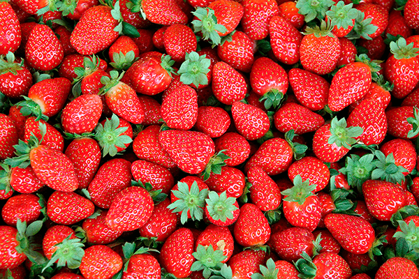 Wall Murals: Strawberries