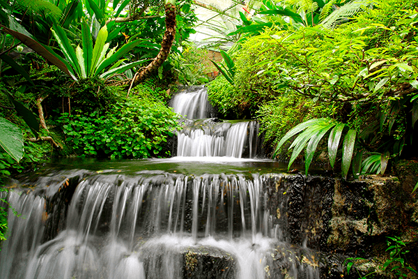 Wall Murals: Waterfalls in the tropical garden
