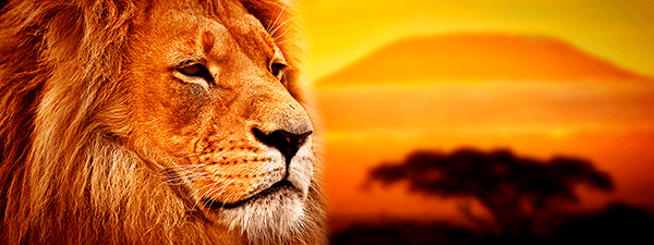 Wall Murals: Panoramic African Lion
