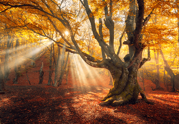 Wall Murals: Big Oak in autumn