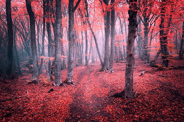 Wall Murals: The Red Forest