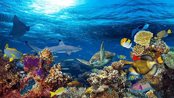 Wall Murals: Turtle in marine currents