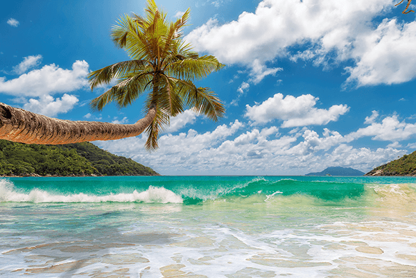 Wall Murals: Palm tree by the sea