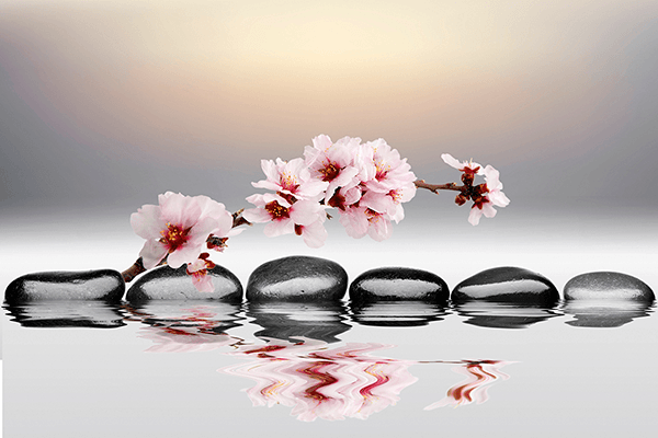 Wall Murals: Zen Orchids