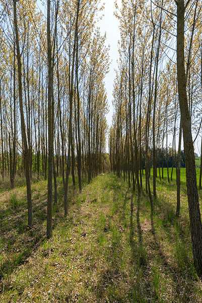 Wall Murals: Way between the poplars