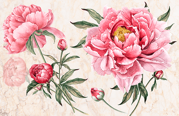Wall Murals: Peony, the flower of the bride