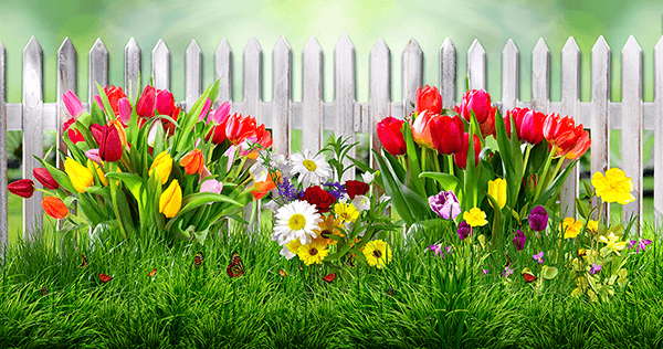 Wall Murals: Fence with tulips
