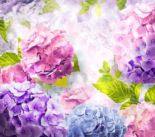 Wall Murals: Hydrangeas violets and roses