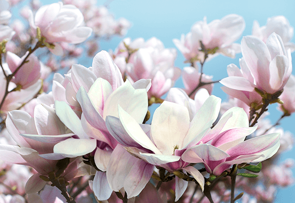 Wall Murals: Flowers of Tranquillity