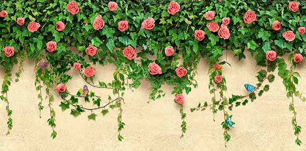 Wall Murals: Ivy and roses