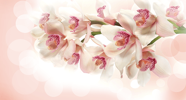 Wall Murals: Orchid Bouquet