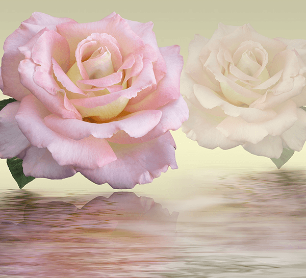 Wall Murals: Roses Laetitia Casta