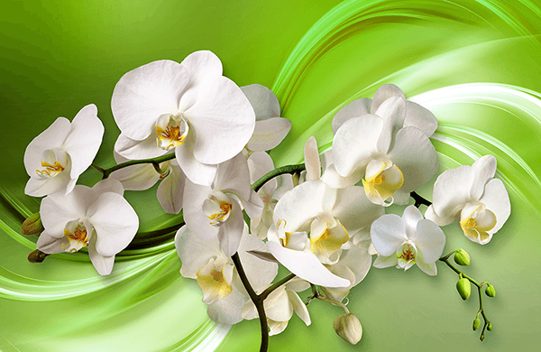 Wall Murals: Orchids on green