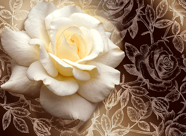 Wall Murals: Pascali Rose