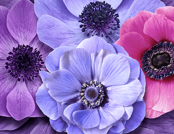 Wall Murals: Flowers in cold tones