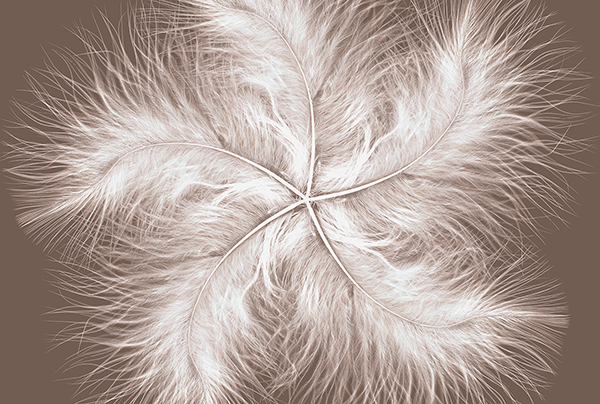 Wall Murals: Feather Spiral