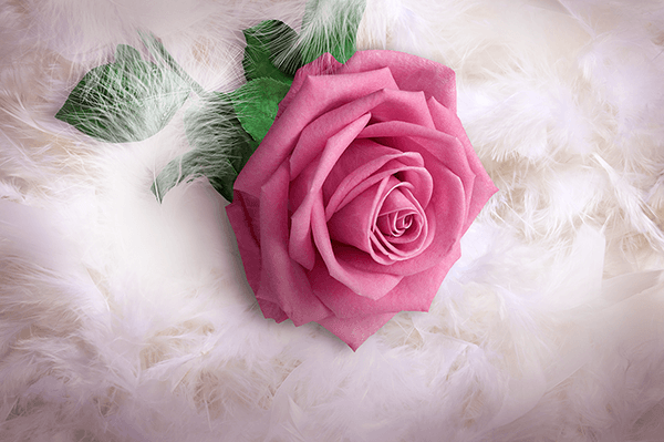 Wall Murals: Pink between feathers