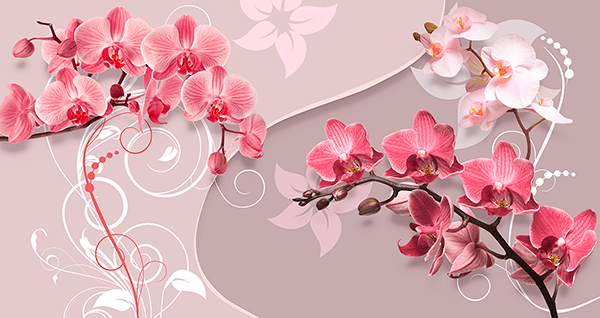 Wall Murals: Yin and Yang Orchids