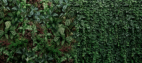 Wall Murals: Vegetation wall